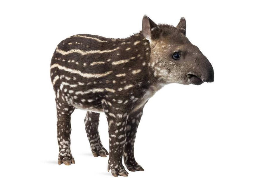 非洲:世界动物之最-高清版(2)