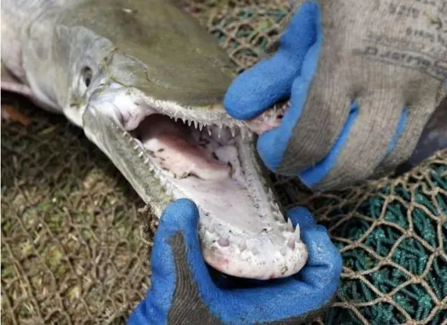 「美国」生态巨鳄吃净日本的河流, 曾在美国被灭绝, 现在成美国生态希望