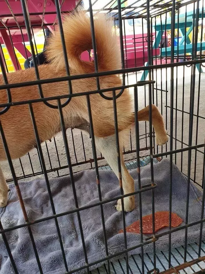 瘸腿狗妈妈含泪哀求：我的孩子，需要一个家……