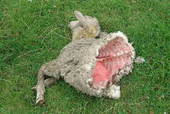 外星人|著名的美国屠牛事件是外星人干的吗