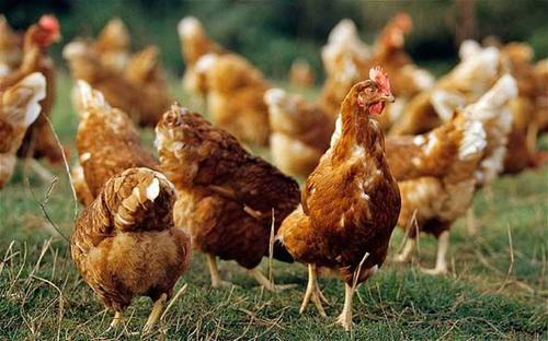 法國人：中國人簡直有毒，上萬隻雞就解決世界難題-圖3