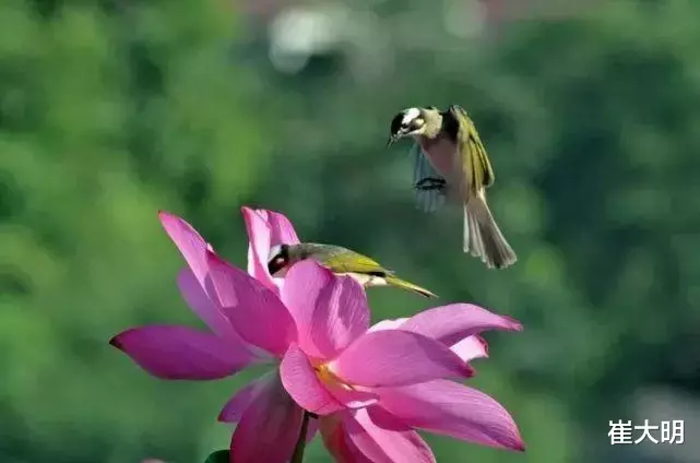 生肖|7月上旬,3生肖赚钱有门路,事业如鱼得水,大风大浪已度过