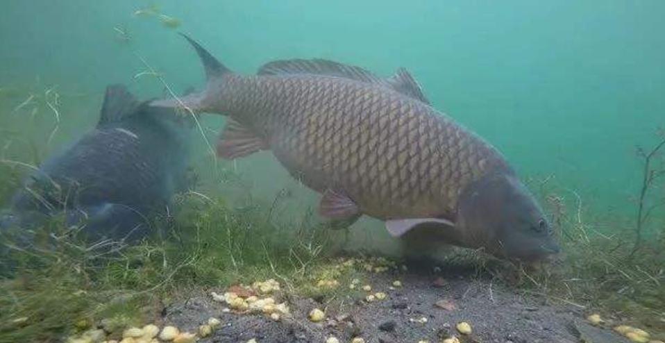 ：1+0.8的线组，袖5号钩，钓获4.6斤鲤鱼算大吗？你钓过多大的？