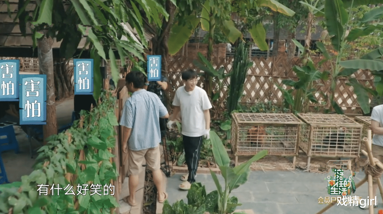 【黄磊】一只鸡要十捆香蕉！黄磊拿板砖“威胁”导演，周迅调侃彭彭太自恋