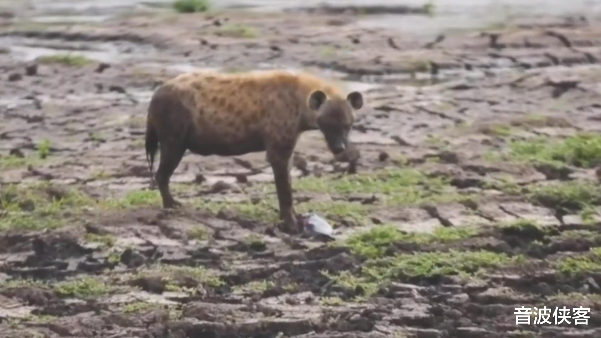 「鬣狗」非洲鬣狗捕食大鲶鱼，只吃一口就被鱼刺卡住