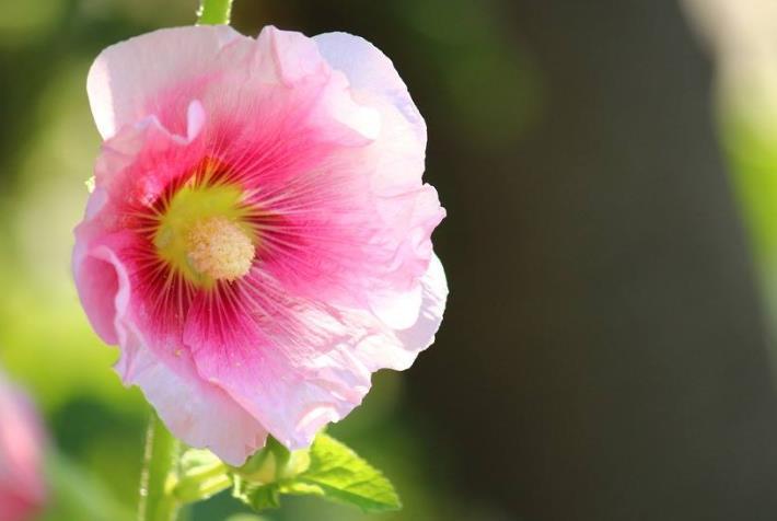 运势|11月开始吉星当头，财源滚滚，日子越来越顺的生肖