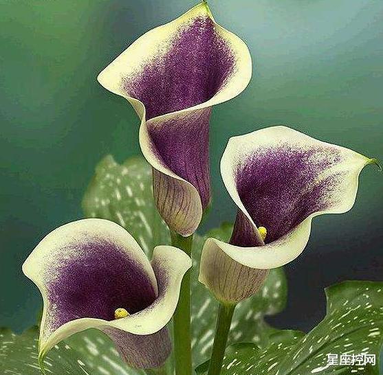 |哪些月份出生的人，性格光明磊落，处事公平公正，容易受领导器重