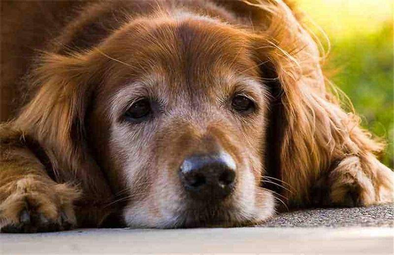 老年犬需要补充什么营养