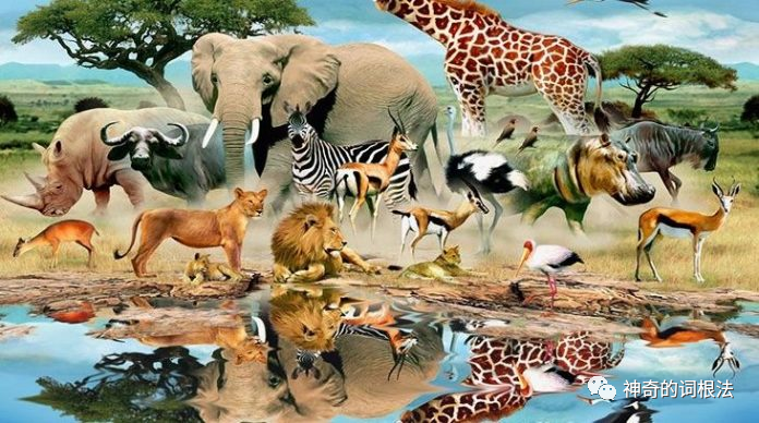 「八里湖」词源26期-银钩钓鱼-animal的来源