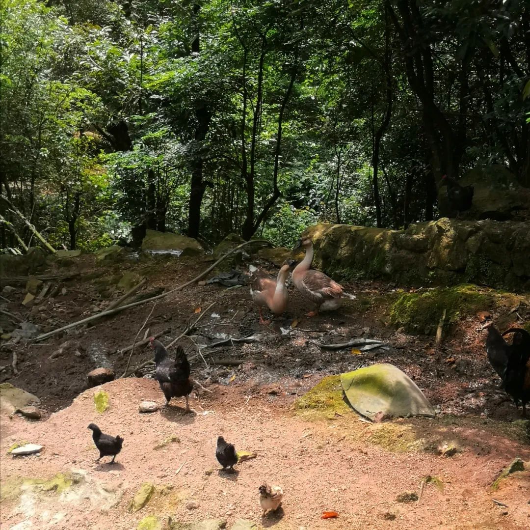 @鸡栖于埘鸡栖于桀的情景在莽山钓鱼坑重现