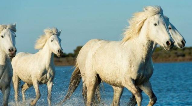 「生肖」生肖马霉运一走，喜事从天而降，喜鹊喳喳叫，快接喜！