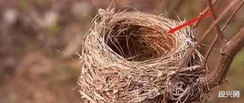 []所有鸟窝都没有顶，遇到大雨怎么办？看完才知鸟类有多聪明