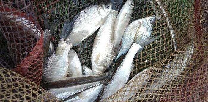 神秘人|为何钓鱼的时候，总有“神秘人”搭讪？有些图谋不轨，需警惕