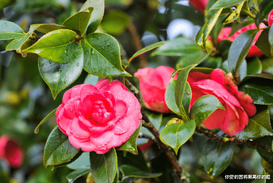 运势@6月上旬，4属相运势蒸蒸日上，财源滚滚，金玉满堂，大富大贵