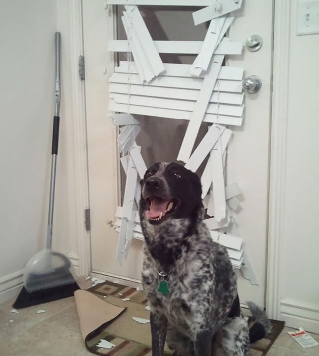 “你感受过绝望吗？”12个令铲屎官生无可恋的画面，狗狗：怪我咯