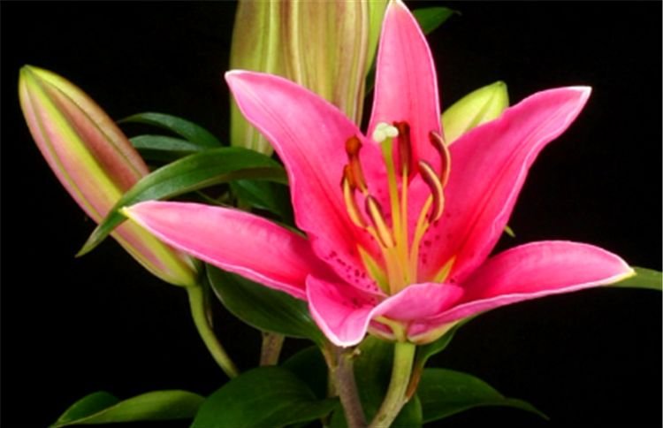 运势|天生“凤凰命”的3生肖女，注定要被丈夫宠爱，能够一生幸福