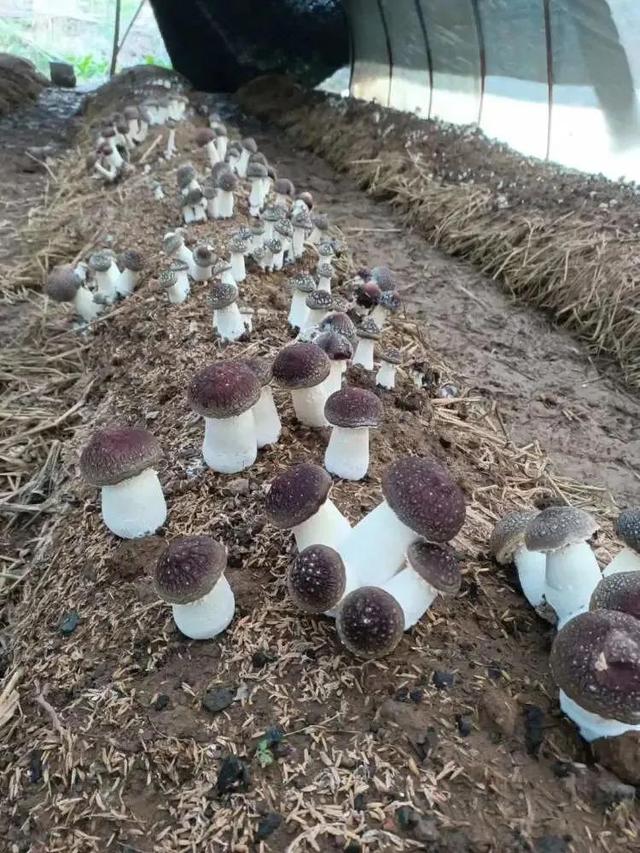 松茸|注意了！菜市场里卖的这种食材，很可能是假的...