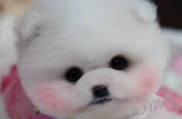 生肖|1970年50岁狗，您已走到人生十字路口，以后命运会怎么样？