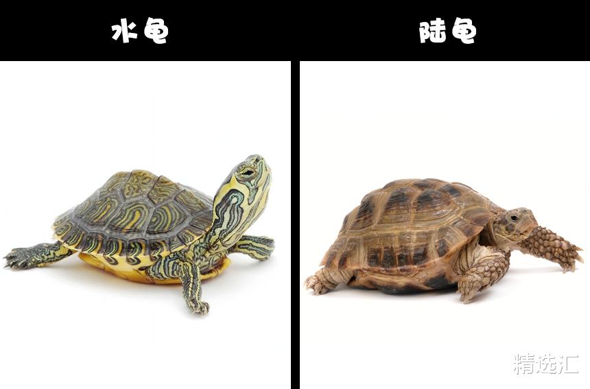 【乌鸦】自然冷知识:通常很容易被人们认错的8对动物