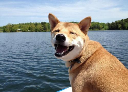 宠物背后的行为习惯，主人知道是什么意思吗？一起来看看吧