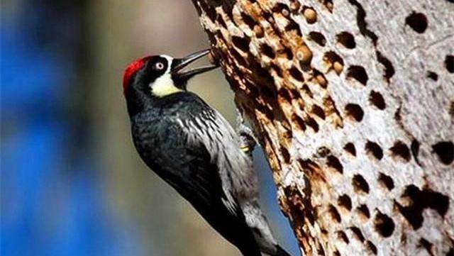 『』假冒了几千年的益鸟，其实就是个不折不扣的伪君子，看完涨知识了