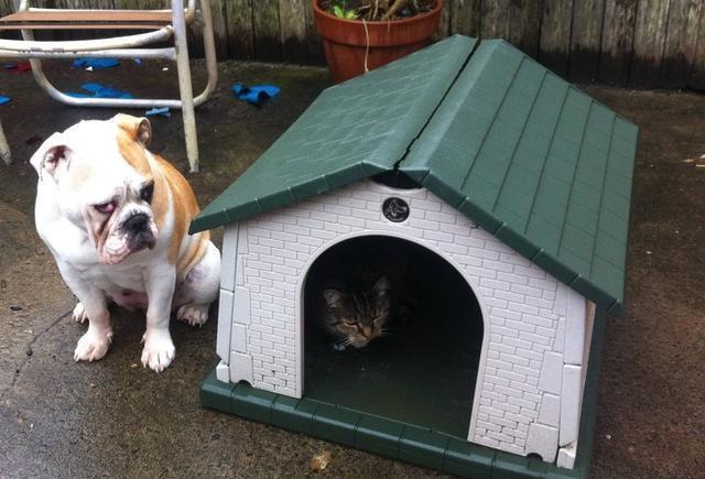 21张搞笑图片告诉你，什么叫做被猫咪支配的恐惧。狗子：我太难了