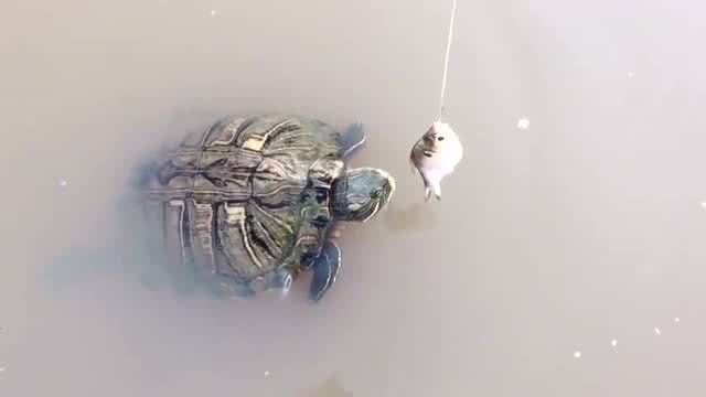 「」云南钓客获40斤“老龟精”，甲坚似岩石，网友：建议红焖