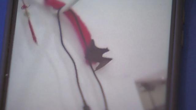 半岛晨报|家里蚊子少了很多，却高兴不起来！因为“更吓人的东西来了”