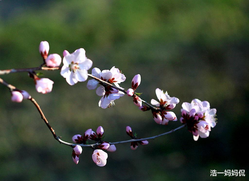 【生肖】6月21号，喜鹊叫钱财收入上上吉，3生肖喜上眉梢，苦日子已过