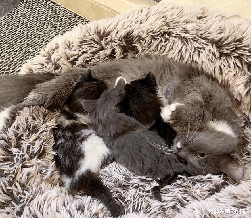 门前趴着4只猫，猫妈妈领着小猫向女孩示好，去世前终于了却心愿