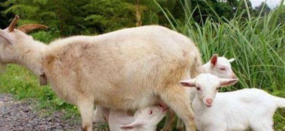 后代|动物老了之后,它们的子女会照顾它们吗?为什么?