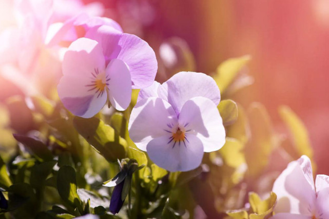 「生肖」人生柳暗花明！6月下半月，3生肖贵人帮忙，财运飙升，如鱼得水！