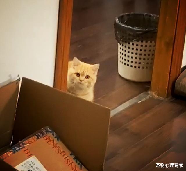 女子因病请假在家，却被猫咪连着盯了好几天：咋感觉似曾相识