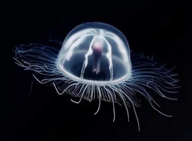 科学家：壁虎的尾巴被捏断后，为何还会再长出来？科学家：可能隐藏永生奥秘