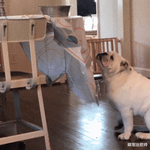 狗狗一爪拍下在桌上的狗碗，然后顺势用嘴叼住，这套动作太帅了吧