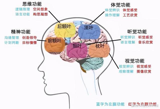 猩猩|都说人类是进化上的杰作：生理构造上，到底存在哪些不合理地方？