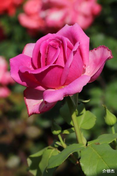 天蝎座|未来一周，旧情缠身，春心萌动，追回前缘的四大星座