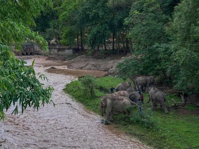 大象：泰国大象离乡20年后因疫情“失业”，徒步150公里开心回家