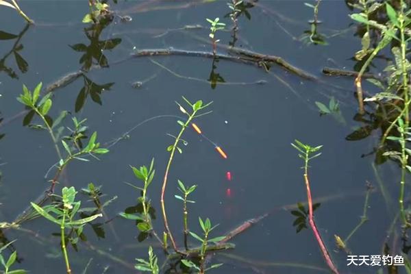 [灵敏度]七星漂钓组的搭配和调漂技巧，野钓鲫鱼最靠谱钓法，钓鱼人必学！