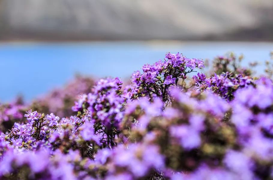 吉林省：中国唯一不收费“高速公路”，耗资380亿，一路风景如画，夏天自驾美爆了！