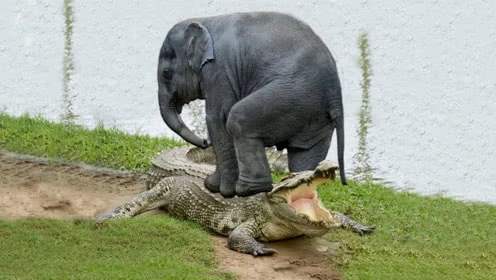 超级地球|鳄鱼的最奇葩死法，在动物界“液压机”之下，鳄鱼毫无反抗之力