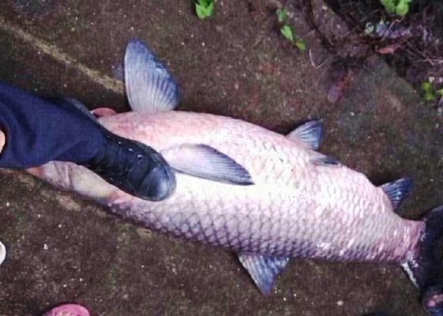 【水库】10斤重的鱼，现抓现卖只要20块，钓友：给我来十条