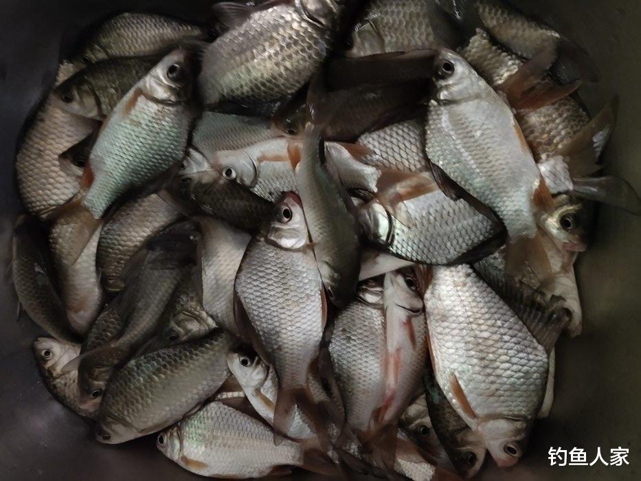 「」初夏季节钓鱼，用长竿短线野钓鲫鱼，钓获一盆30多条大板鲫鱼