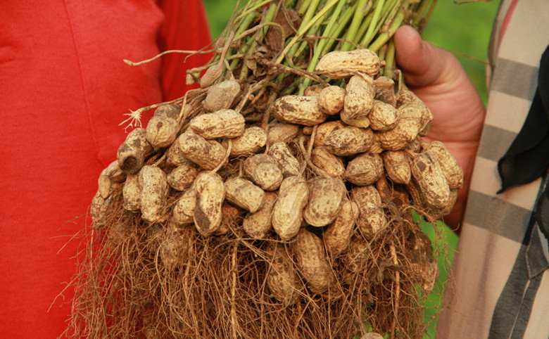 『空腹』早上起来空腹吃5粒花生，连着坚持一周，你会发现身体明显有改善