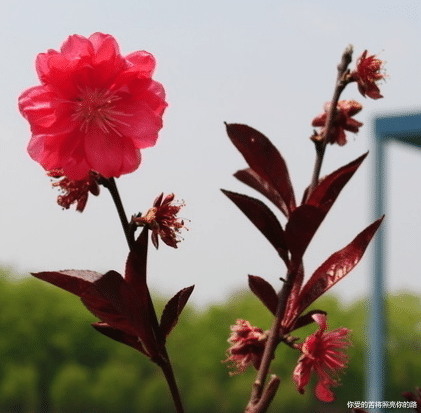 生肖|9月，运势大有好转，4属相吉星关照，喜事接二连三，日子潇潇洒洒