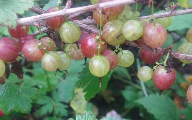 |一种儿时美味,如今40元一斤,家乡再遇,请别不当回事