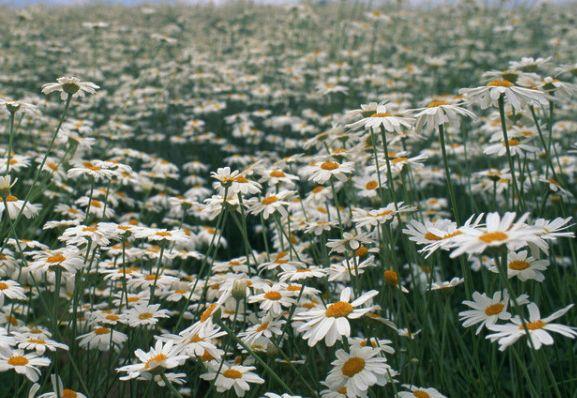 星座爱情观|8月底，好运来袭，添财添福，喜事接二连三，4属相大富大贵