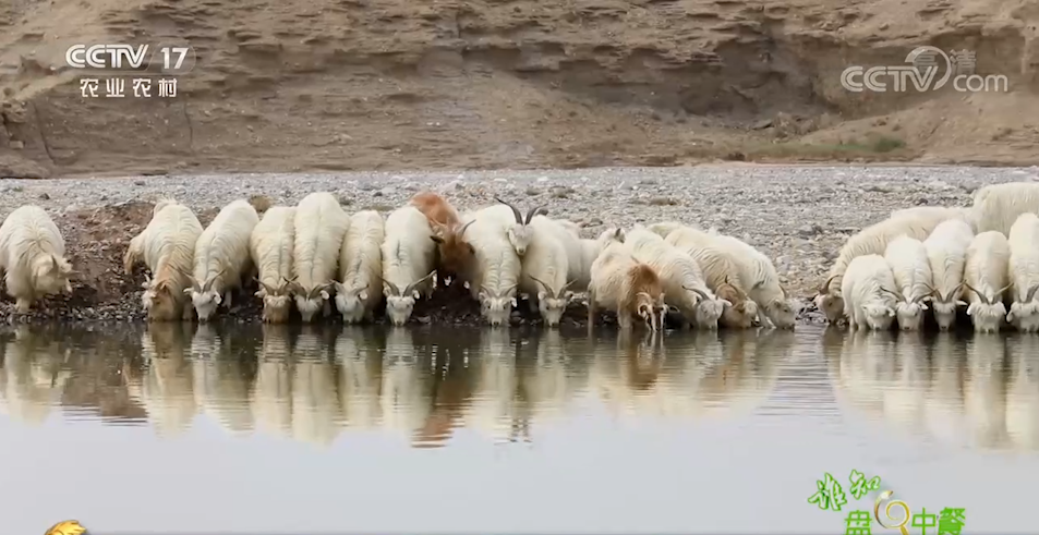 羊肉|羊羔肉真不是你想的那样 ?????