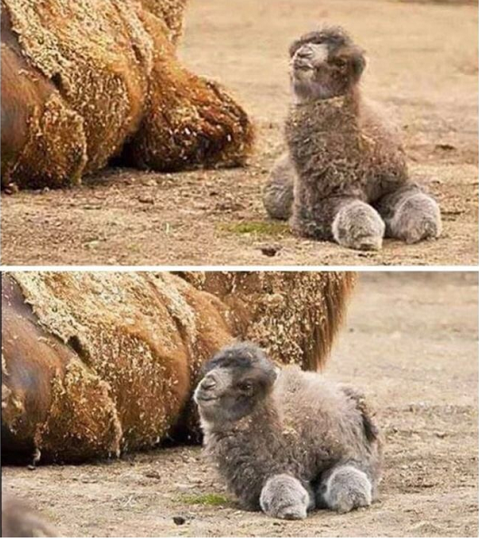 蜘蛛|涨姿势了，26张图告诉你世界又多奇妙！