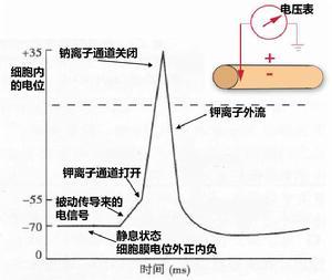 秃头|为什么人类不吃盐就会死，而动物却不需要？